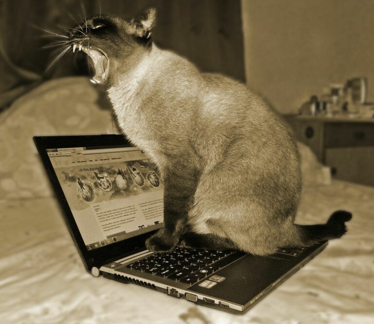 Katze mit Laptop