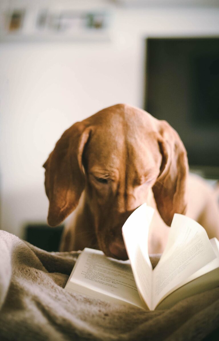 Hund mit Buch